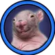 AvengerSpencer's avatar